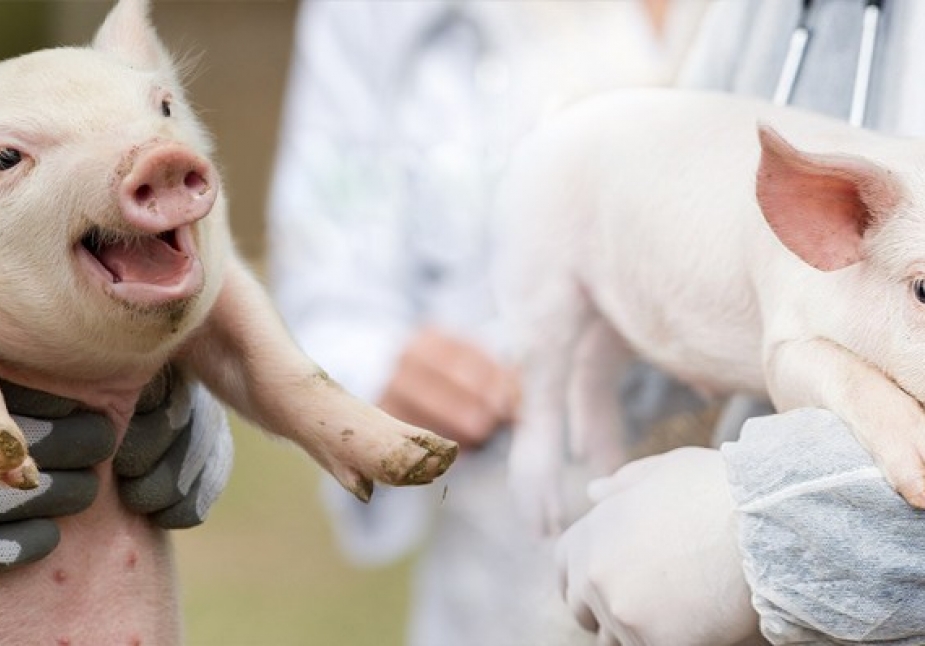 NHỮNG LƯU Ý KHI CHĂM SÓC HEO NÁI THEO TỪNG GIAI ĐOẠN